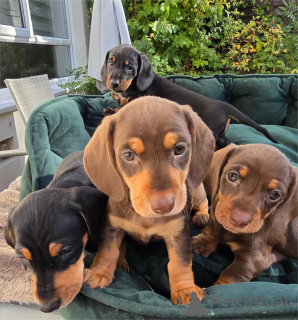 Photo №1. dachshund - for sale in the city of Delbruk | 361$ | Announcement № 154599