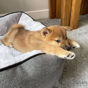 Photo №1. shiba inu - for sale in the city of Reykjavík | negotiated | Announcement № 77722