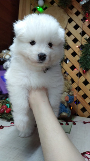 Photo №4. I will sell samoyed dog in the city of Minsk. breeder - price - 376$