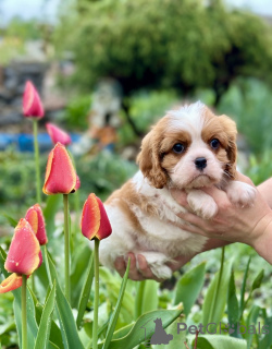 Photo №1. cavalier king charles spaniel - for sale in the city of Minsk | negotiated | Announcement № 168618