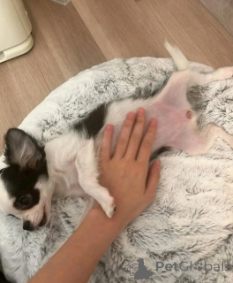 Photo №1. chihuahua - for sale in the city of Ohio | negotiated | Announcement № 162958