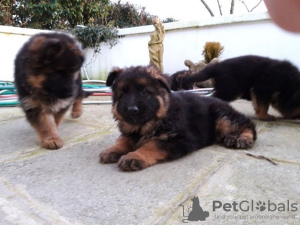 Photo №1. german spitz - for sale in the city of Quickborn | Is free | Announcement № 130055