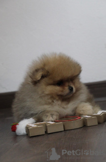 Photo №1. pomeranian - for sale in the city of Subotica | Is free | Announcement № 83989