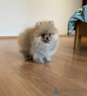 Photo №2 to announcement № 144152 for the sale of pomeranian - buy in Russian Federation private announcement, from nursery, breeder