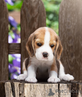 Photo №4. I will sell beagle in the city of Bonn. private announcement - price - 423$