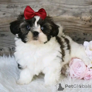 Photo №2 to announcement № 136406 for the sale of shih tzu - buy in Germany breeder