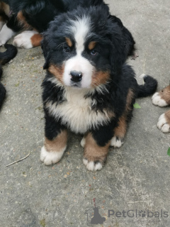 Photo №1. bernese mountain dog - for sale in the city of Le Lion-d'Angers | 2008$ | Announcement № 88586
