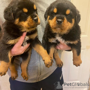 Photo №1. rottweiler - for sale in the city of Гамбург | 211$ | Announcement № 124489