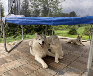 Additional photos: siberian husky puppy for sale