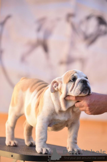 Additional photos: English bulldog