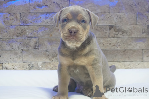Photo №1. american pit bull terrier - for sale in the city of Knjazevac | 1548$ | Announcement № 155448