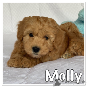 Photo №2 to announcement № 167506 for the sale of havanese dog - buy in Denmark private announcement, breeder