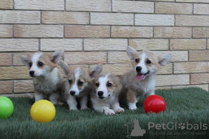 Photo №3. Welsh Corgi Pembroke puppies. Serbia