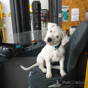 Photo №1. dogo argentino - for sale in the city of Berlin | Is free | Announcement № 126928