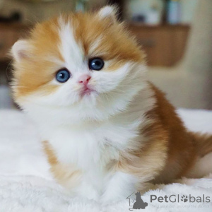 Photo №1. british longhair - for sale in the city of Bern | negotiated | Announcement № 160245