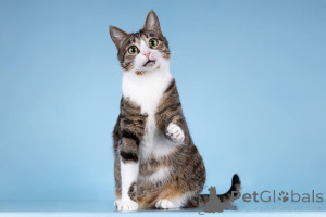 Photo №3. Bonnie the cat is looking for a kind heart.. Russian Federation