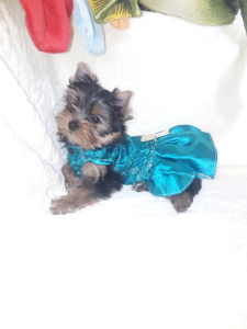 Photo №1. yorkshire terrier - for sale in the city of Chernomorsk | 400$ | Announcement № 6283