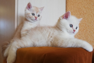 Photo №4. I will sell scottish fold in the city of Vitebsk. from nursery - price - 154$