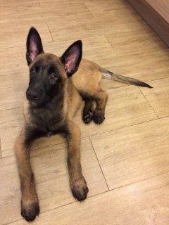 Photo №2 to announcement № 412 for the sale of belgian shepherd - buy in Russian Federation private announcement