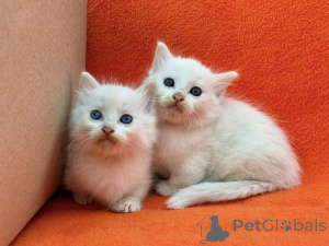 Photo №1. munchkin - for sale in the city of Chemnitz | Is free | Announcement № 172291