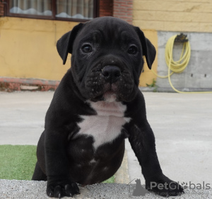 Photo №2 to announcement № 50898 for the sale of american bully - buy in Spain breeder