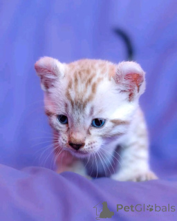 Photo №3. Adorable Bengal kitten ready to go. United States