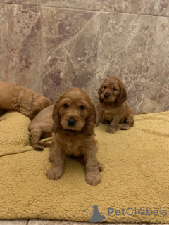 Photo №1. american cocker spaniel - for sale in the city of Fribourg | 402$ | Announcement № 110994