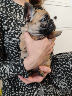 Additional photos: French bulldog puppies