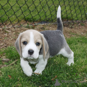Photo №1. beagle - for sale in the city of Bad Münsteerefel | 520$ | Announcement № 167285