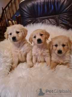 Photo №1. golden retriever - for sale in the city of Vilovo | 158$ | Announcement № 88101