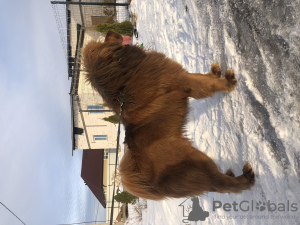 Additional photos: Tibetan mastiff puppies