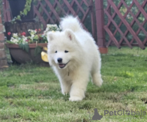 Photo №3. SAMOYED puppy male (FCI) born on June 7, 2024. Poland