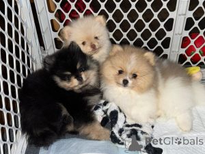 Photo №1.  - for sale in the city of Kahnawake | negotiated | Announcement № 161682