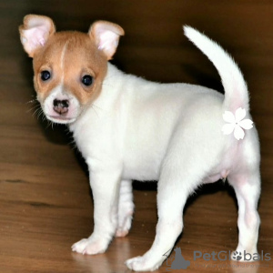 Photo №4. I will sell toy fox terrier in the city of St. Petersburg. breeder - price - Is free