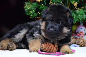 Photo №4. I will sell german shepherd in the city of Москва. from nursery, breeder - price - 808$