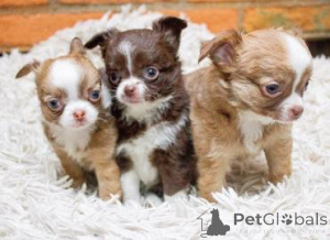 Photo №1. chihuahua - for sale in the city of Frankfurt | negotiated | Announcement № 164709
