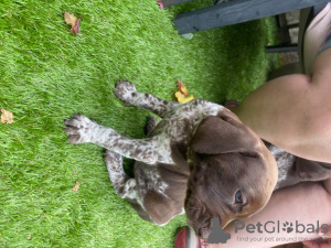 Additional photos: German Shorthaired Pointer Puppies for sale