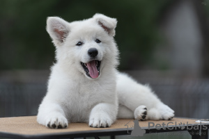 Photo №3. Puppies BSHO. Belarus