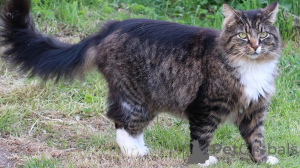 Photo №1. norwegian forest cat - for sale in the city of Deggendorf | 465$ | Announcement № 162086