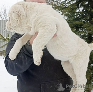 Photo №1. central asian shepherd dog - for sale in the city of Paris | 792$ | Announcement № 41368