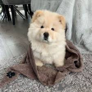 Photo №2 to announcement № 136212 for the sale of chow chow - buy in United Kingdom 