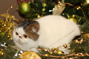 Photo №2 to announcement № 5111 for the sale of exotic shorthair - buy in Russian Federation from nursery