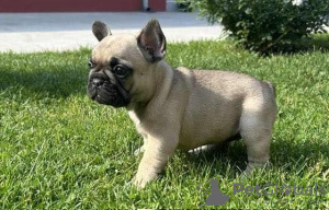 Additional photos: French bulldog puppies for sale