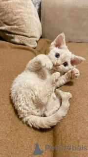 Photo №2 to announcement № 172706 for the sale of devon rex - buy in Belgium private announcement, breeder
