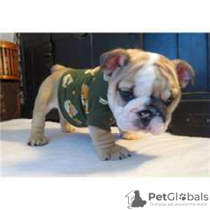 Photo №1. french bulldog - for sale in the city of Paris | 250$ | Announcement № 26251