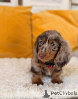 Photo №1. dachshund - for sale in the city of Bad Münsteerefel | 790$ | Announcement № 167009