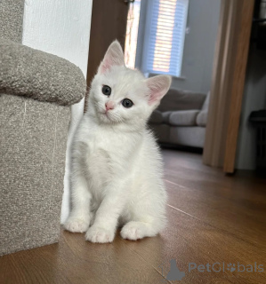 Photo №1. turkish angora - for sale in the city of Lipno | 361$ | Announcement № 178698