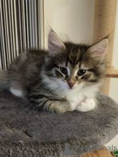 Photo №4. I will sell norwegian forest cat in the city of Amsterdam. private announcement, breeder - price - 723$