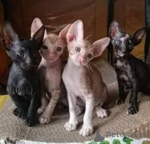 Photo №3. Cornish Rex -pentuja adoptoitavaksi. Finland