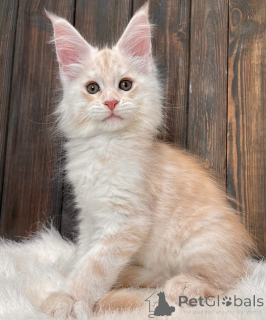 Photo №2 to announcement № 161711 for the sale of maine coon - buy in United States breeder